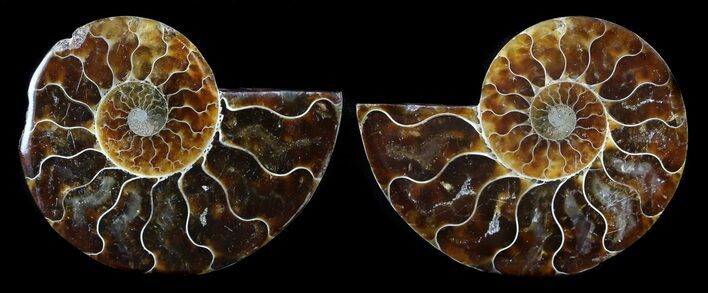 Sliced Fossil Ammonite Pair - Agatized #35635